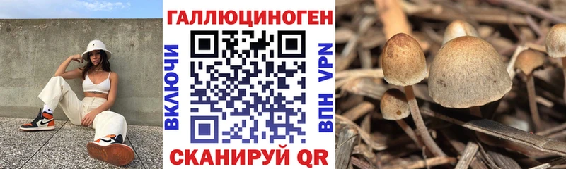 Псилоцибиновые грибы Psilocybine cubensis  Ермолино 